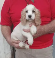 Summer, a female Cocker Spaniel for sale in Waco, TX – 1 of 6