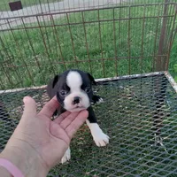 Panda, a female Boston Terrier for sale in Waco, TX – 5 of 5
