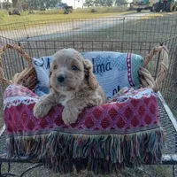 Summer, a female Cockapoo for sale in Waco, TX – 8 of 8
