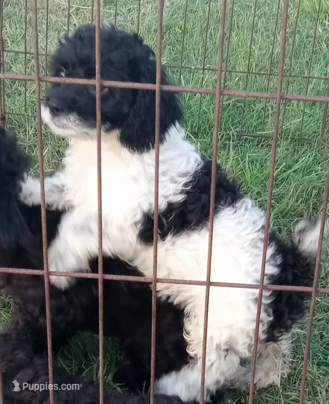 Speckles – Cockapoo puppy for sale in Waco, TX