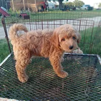 Saddles, a male Maltipoo for sale in Waco, TX – 6 of 6