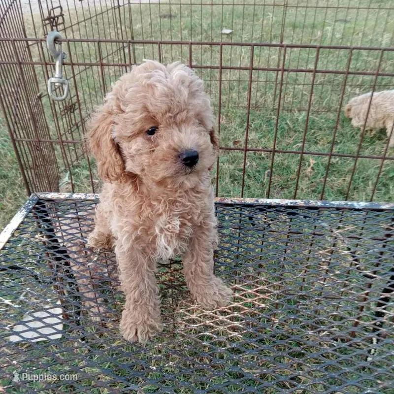 Thunder – Cockapoo puppy for sale in Waco, TX