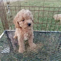 Thunder, a male Cockapoo for sale in Waco, TX – 1 of 3