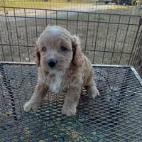 Summer, a female Cockapoo for sale in Waco, TX – 7 of 8