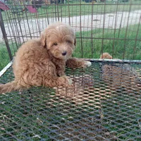 Lariet, a male Maltipoo for sale in Waco, TX – 6 of 6