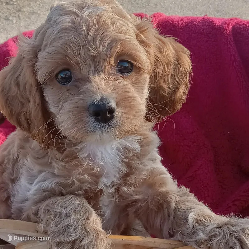 Creek – Cockapoo puppy for sale in Waco, TX