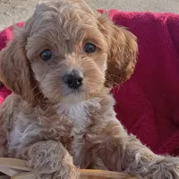 Creek, a male Cockapoo for sale in Waco, TX – 1 of 8
