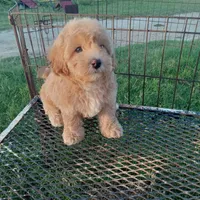 Cowboy, a male Maltipoo for sale in Waco, TX – 3 of 6