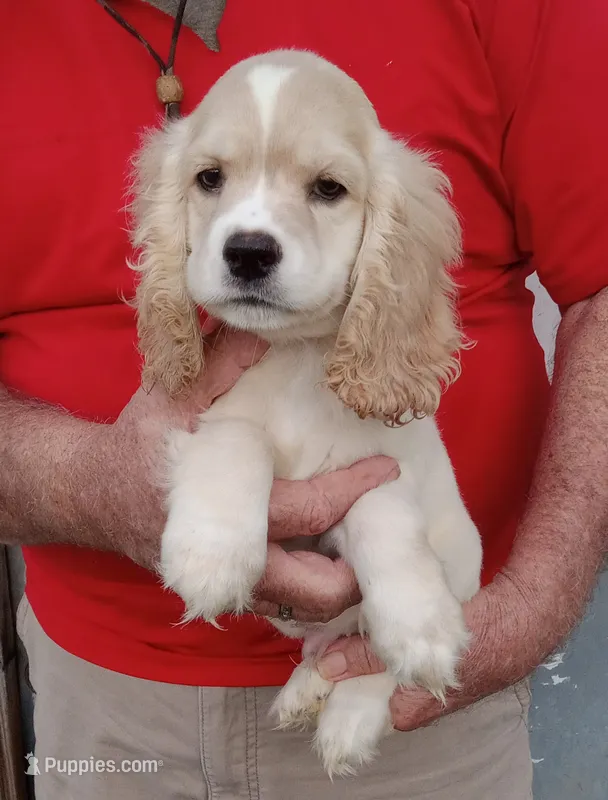 Sunny – Cocker Spaniel puppy for sale in Waco, TX