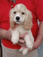 Sunny, a male Cocker Spaniel for sale in Waco, TX – 1 of 6