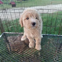 Cowgirl, a female Maltipoo for sale in Waco, TX – 3 of 4