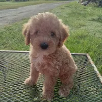 Texas, a male Poodle - Toy  for sale in Waco, TX – 5 of 5