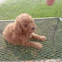 Boots, a male Poodle - Toy  for sale in Waco, TX – 3 of 5