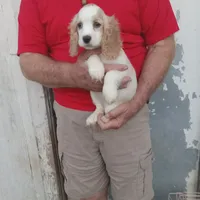 Summer, a female Cocker Spaniel for sale in Waco, TX – 4 of 6