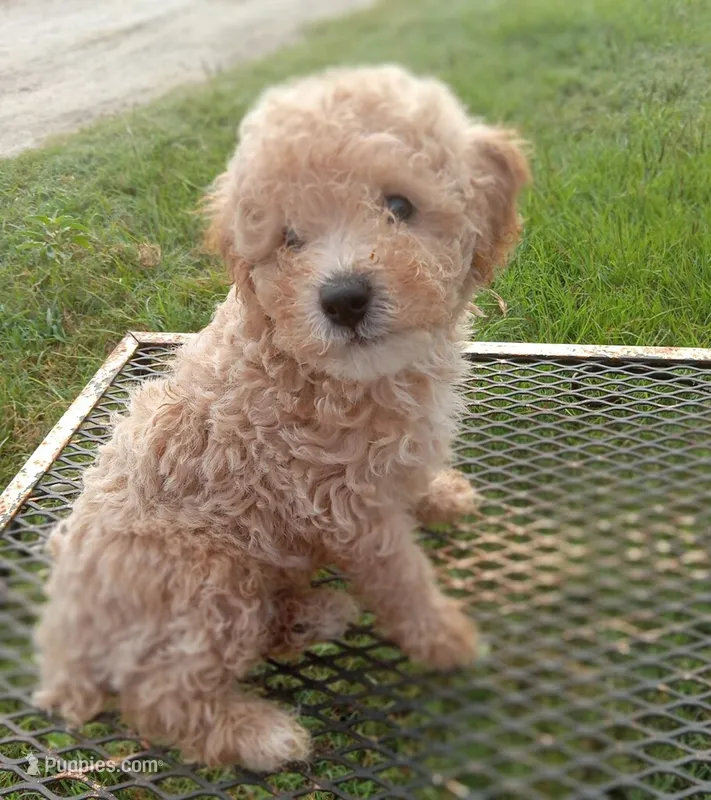 Stetson – Poodle - Toy  puppy for sale in Waco, TX