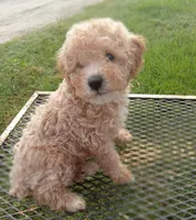 Stetson, a male Poodle - Toy  for sale in Waco, TX – 1 of 5