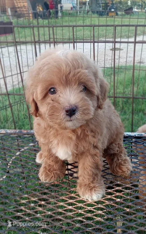 Lariet – Maltipoo puppy for sale in Waco, TX