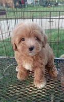 Lariet, a male Maltipoo for sale in Waco, TX – 1 of 6