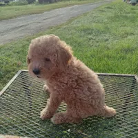 Texas, a male Poodle - Toy  for sale in Waco, TX – 2 of 5