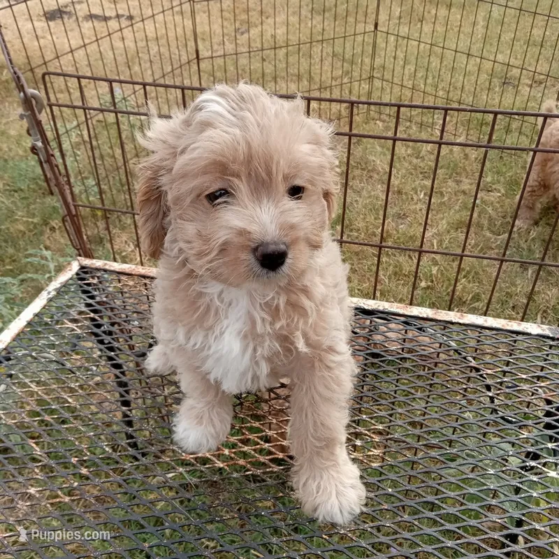 Lightning – Cockapoo puppy for sale in Waco, TX