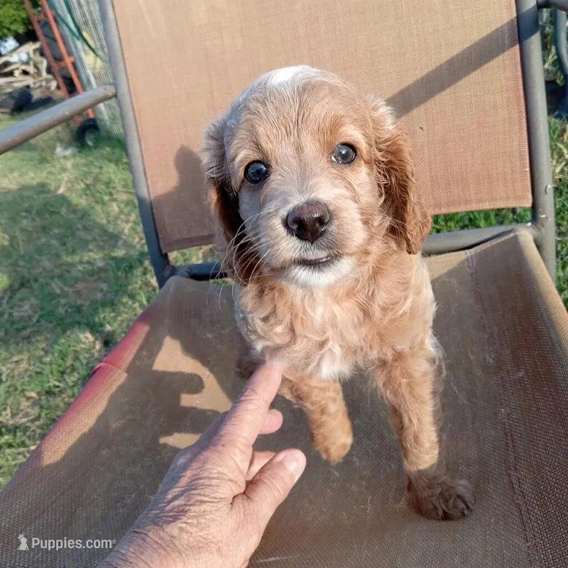 Spring – Cockapoo puppy for sale in Waco, TX