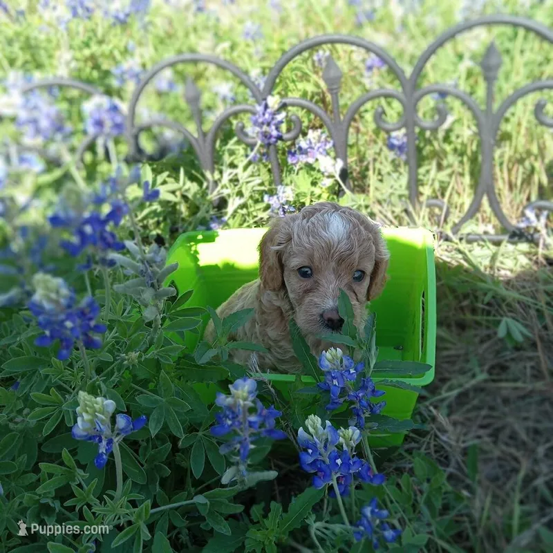 Spring – Cockapoo puppy for sale in Waco, TX
