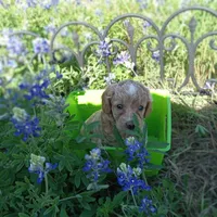 Spring, a female Cockapoo for sale in Waco, TX – Photo 1 of 5