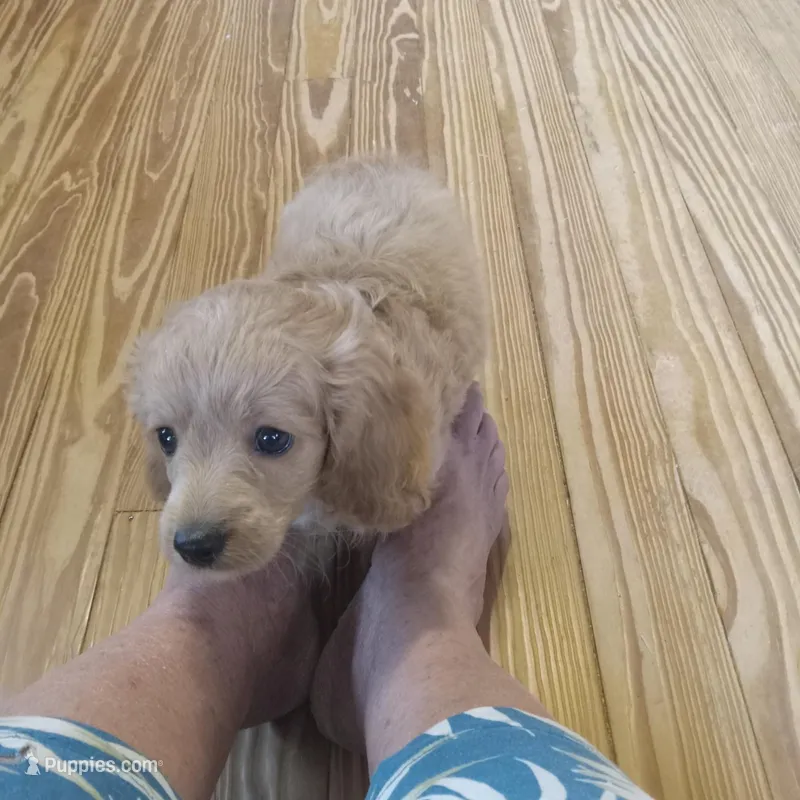 Stetson – Cockapoo puppy for sale in Waco, TX