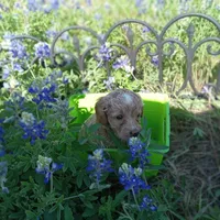 Spring, a female Cockapoo for sale in Waco, TX – Photo 4 of 5