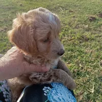 Spring, a female Cocker Spaniel and Poodle - Toy  for sale in Waco, TX – Photo 4 of 9
