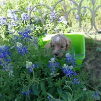 Spring, a female Cockapoo for sale in Waco, TX – Photo 2 of 5