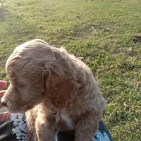 Spring, a female Cocker Spaniel and Poodle - Toy  for sale in Waco, TX – Photo 5 of 9