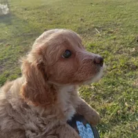 Spring, a female Cocker Spaniel and Poodle - Toy  for sale in Waco, TX – Photo 6 of 9