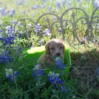 Spring, a female Cockapoo for sale in Waco, TX – Photo 5 of 5