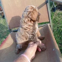 Spring, a female Cocker Spaniel and Poodle - Toy  for sale in Waco, TX – Photo 3 of 9