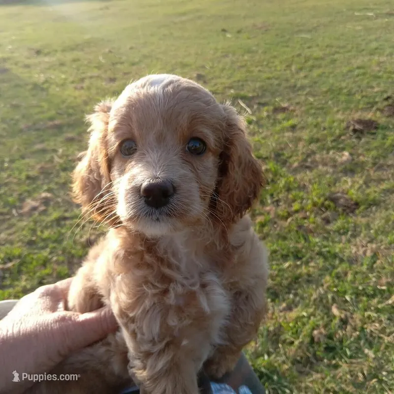 Spring – Cockapoo puppy for sale in Waco, TX