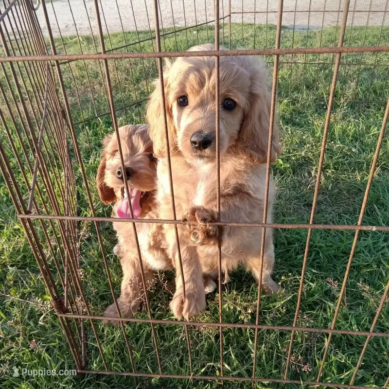 Stetson – Cockapoo puppy for sale in Waco, TX