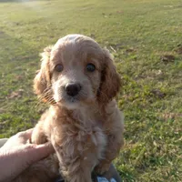 Spring, a female Cocker Spaniel and Poodle - Toy  for sale in Waco, TX – Photo 9 of 9