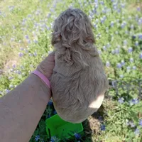 Spring, a female Cockapoo for sale in Waco, TX – Photo 3 of 5