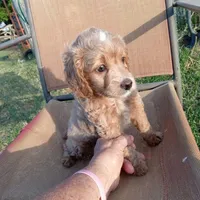 Spring, a female Cocker Spaniel and Poodle - Toy  for sale in Waco, TX – Photo 7 of 9