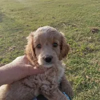 Spring, a female Cocker Spaniel and Poodle - Toy  for sale in Waco, TX – Photo 8 of 9