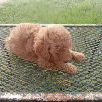 Boots, a male Poodle - Toy  for sale in Waco, TX – 2 of 5