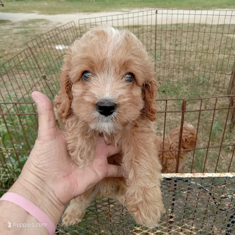 Fall – Cockapoo puppy for sale in Waco, TX