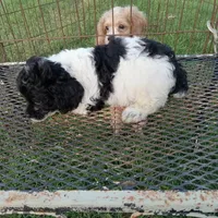 Speckles, a female Cockapoo for sale in Waco, TX – 5 of 6