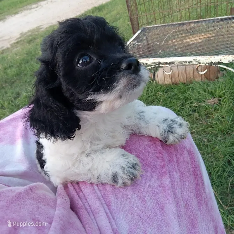 Speckles – Cockapoo puppy for sale in Waco, TX