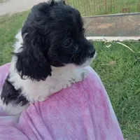 Speckles, a female Cockapoo for sale in Waco, TX – 2 of 6