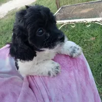 Speckles, a female Cockapoo for sale in Waco, TX – 3 of 6
