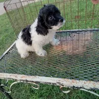Speckles, a female Cockapoo for sale in Waco, TX – 6 of 6