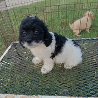 Speckles, a female Cockapoo for sale in Waco, TX – 4 of 6
