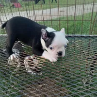 Patches, a female Boston Terrier for sale in Waco, TX – 3 of 7